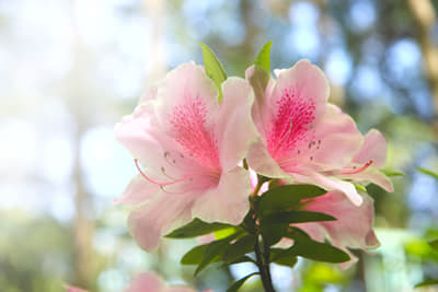 オンラインによるメンタルヘルス相談室料金に関して（後払い方式）