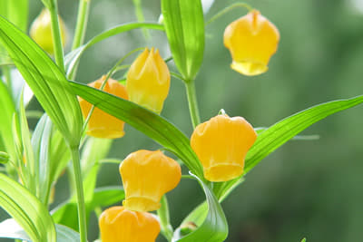 オンラインによるメンタルヘルス相談規約