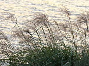 「人間は考える葦（あし）」と言われています。